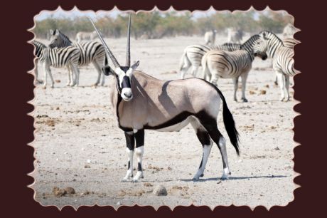 LES ORYX D‘OR