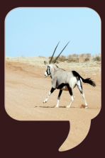 Vers les dunes...