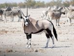 NAMIBIE 2015