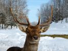 QUEBEC HIVER 2013